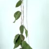 Hoya plant, heart plant, house plants, indoor plants, hanging basket, climbing plants, outdoor plants, wax flower, Hoya variegated, Thailand hoya plant