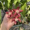 Hoya plant, heart plant, house plants, indoor plants, hanging basket, climbing plants, outdoor plants, wax flower, Hoya variegated, Thailand hoya plant