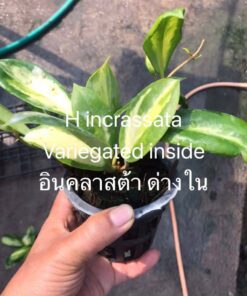 Hoya plant, heart plant, house plants, indoor plants, hanging basket, climbing plants, outdoor plants, wax flower, Hoya variegated, Thailand hoya plant