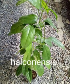 Hoya plant, heart plant, house plants, indoor plants, hanging basket, climbing plants, outdoor plants, wax flower, Hoya variegated, Thailand hoya plant