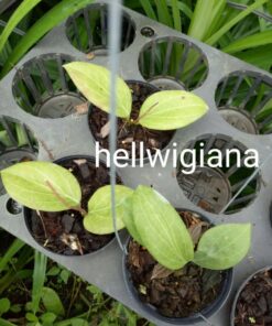 Hoya plant, heart plant, house plants, indoor plants, hanging basket, climbing plants, outdoor plants, wax flower, Hoya variegated, Thailand hoya plant