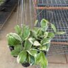 Hoya plant, heart plant, house plants, indoor plants, hanging basket, climbing plants, outdoor plants, wax flower, Hoya variegated, Thailand hoya plant