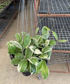 Hoya plant, heart plant, house plants, indoor plants, hanging basket, climbing plants, outdoor plants, wax flower, Hoya variegated, Thailand hoya plant
