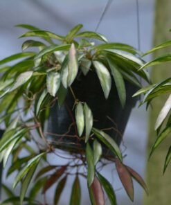 Hoya plant, heart plant, house plants, indoor plants, hanging basket, climbing plants, outdoor plants, wax flower, Hoya variegated, Thailand hoya plant