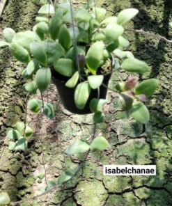 Hoya plant, heart plant, house plants, indoor plants, hanging basket, climbing plants, outdoor plants, wax flower, Hoya variegated, Thailand hoya plant