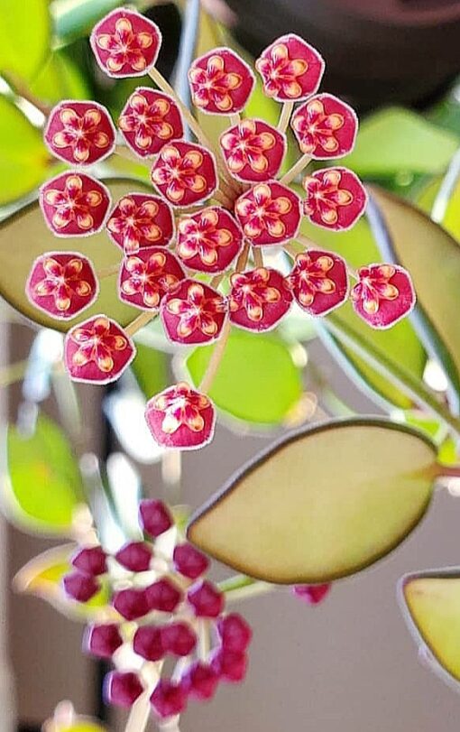 400+ Rare Hoya plant Varieties in Thailand Hoya Planter
